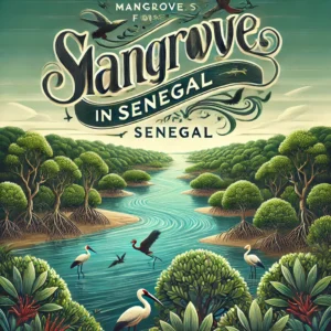 Mangrove forests in Senegal